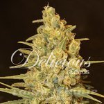 DELICOUS SEEDS - Critical Sensi Star