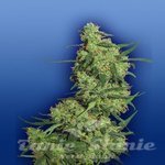 FLYING DUTCHMEN - Nepal Kush