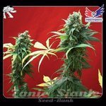 POSITRONICS - Jack Diesel
