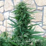 ! Sweet Tooth Auto