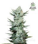 FASTBUDS - Tangie'Matic Auto