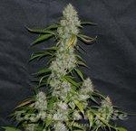 THE CALI CONNECION - Larry OG Kush