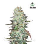 FASTBUDS - G14