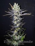CBD Crew - CBD Nordle
