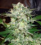 WORLD OF SEEDS - Mazar Kush