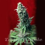 REGGAE SEEDS - Blackdance