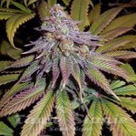 Bubba Hash - ACE SEEDS
