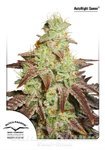 DUTCH PASSION - Auto Night Queen