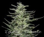 KALASHNIKOV SEEDS - Amnesia Molotov