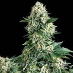 ! N.Y.C Diesel Auto