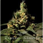 THE BULLDOG SEEDS - Citral Skunk