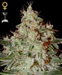 GREEN HOUSE SEEDS - Lemon Skunk
