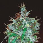 ACE SEEDS - Panama Haze