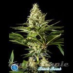 PHILOSOPHER SEEDS - Black Bomb
