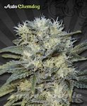 AUTO SEEDS - Auto Chemdog