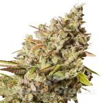 ROYAL QUEEN SEEDS - ROYAL GORILLA