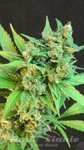 KANNABIA SEED - Thai Fantasy Auto