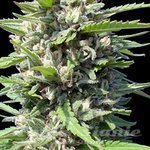 GENETHIK - Auto Northern Lights