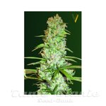 Victory Seeds - White Russian XXL