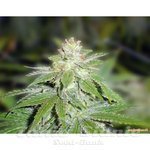 MEDICAL SEEDS - Devil Fruit