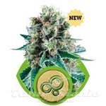 ROYAL QUEEN SEEDS - Bubble Kush Automatic