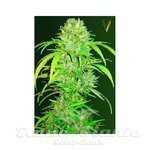 Victory Seeds - Auto Big Angel