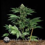 DINAFEM - Roadrunner Autoflowering