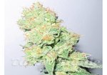 MEDICAL SEEDS - Y Griega CBD