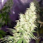 FANTASEEDS - Masterkush