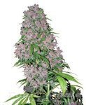 WHITE LABEL - Purple Bud
