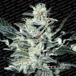 PARADISE SEEDS - Sensi Star