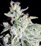 MEPHISTO GENETICS - Walter White