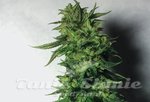 BARNEY'S FARM - Blueberry OG