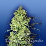 FLYING DUTCHMEN - White Widow