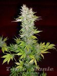 DUTCH PASSION - Mazar®