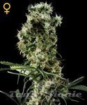 GREEN HOUSE SEEDS - Arjan's Haze #2