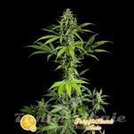 PHILOSOPHER SEEDS - Fraggle Skunk Auto