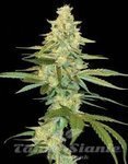 DNA GENETICS - Cannalope Kush