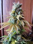 Seedsman - Blueberry