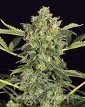 EXOTIC SEED - Mango Cream Auto