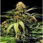 THE BULLDOG SEEDS - Bullshark