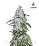 FASTBUDS - West Coast OG Auto