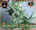 BIG BUDDHA SEEDS - Chiesel Automatic