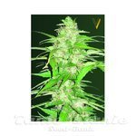 Victory Seeds - Auto Ultra Power Plant
