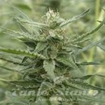 710 GENETICS - AK-107