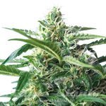 ! Sweet Skunk Auto
