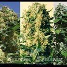POSITRONICS - Indica Collector
