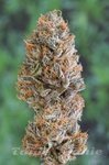 HUMBOLDT SEED - Bubba's Gift