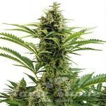 Buddha Seeds - Auto Vesta