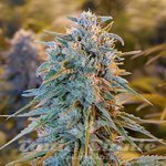 HUMBOLDT SEED - Blue Dream